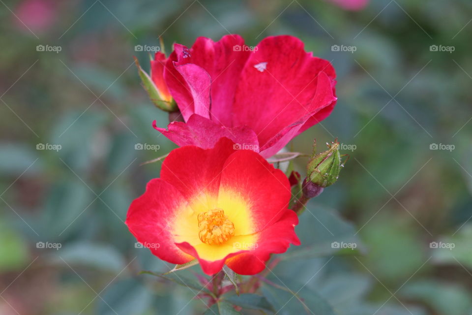 Single red/yellow rose from Queen Sirikit Botanic Garden Thailand