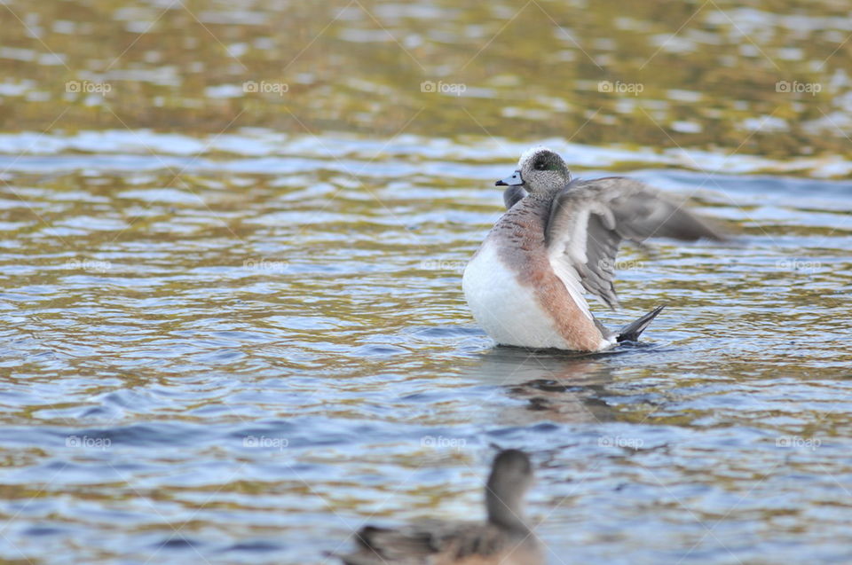 American wigeon duck