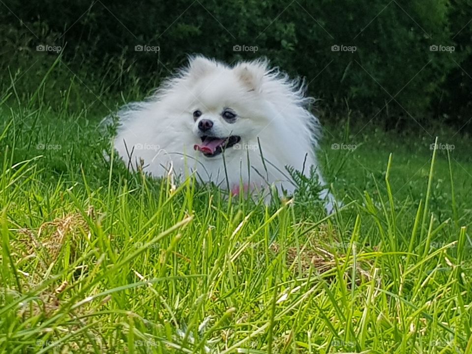 White fluffy Pomeranian dog in the grass