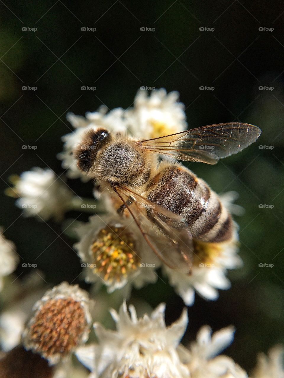 Bee