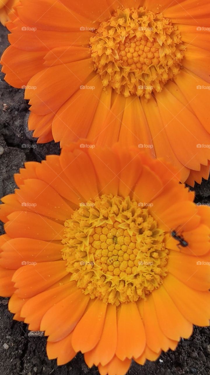 calendula