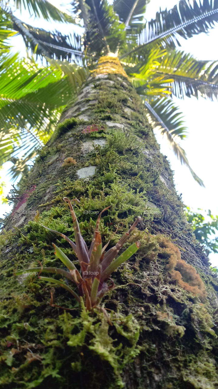 MUSGO TRONCO PALMEIRA