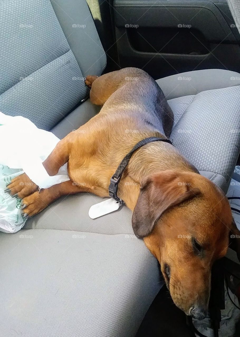 hard life being a weiner dog