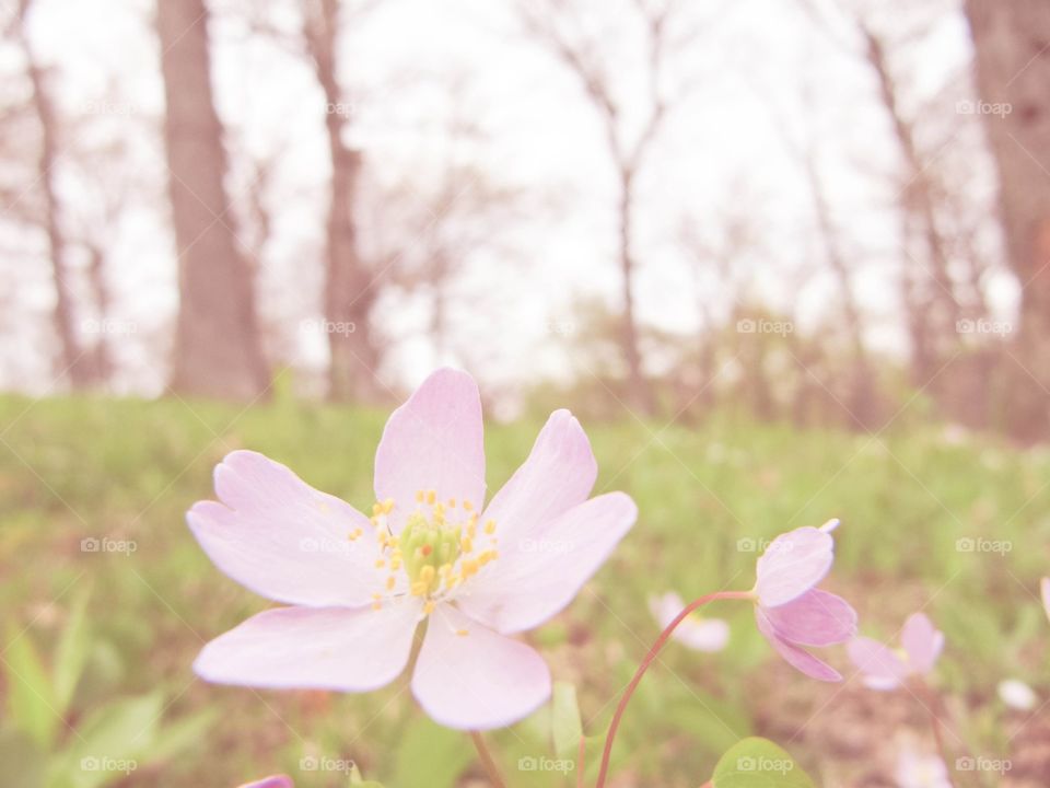 Delicate Pink Blossoms . Found on a walk through Toledo Botanical Gardens, Toledo OH