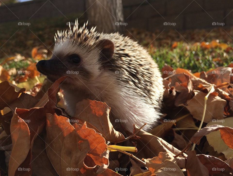 Hedgehog playing in the fall leaves