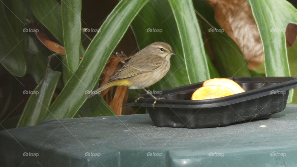 cute little Palm Warbler snacking on Mandarin orange