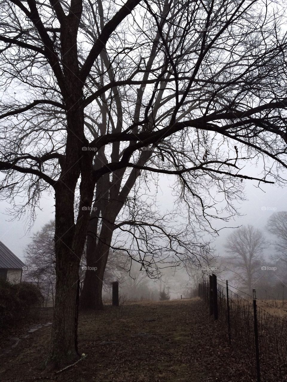 Foggy Afternoon on the Farm