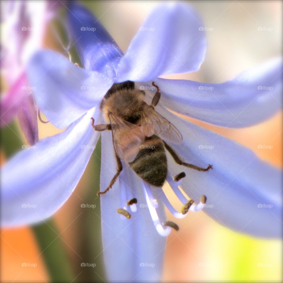 Bee drinking pollen