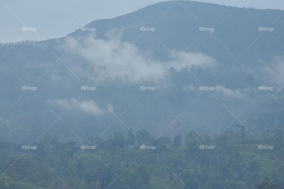Beautiful misty  morning in the Hill Country