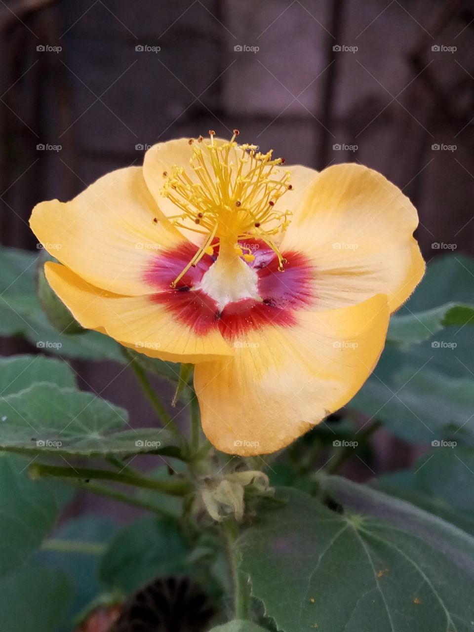 No Person, Nature, Flora, Flower, Leaf