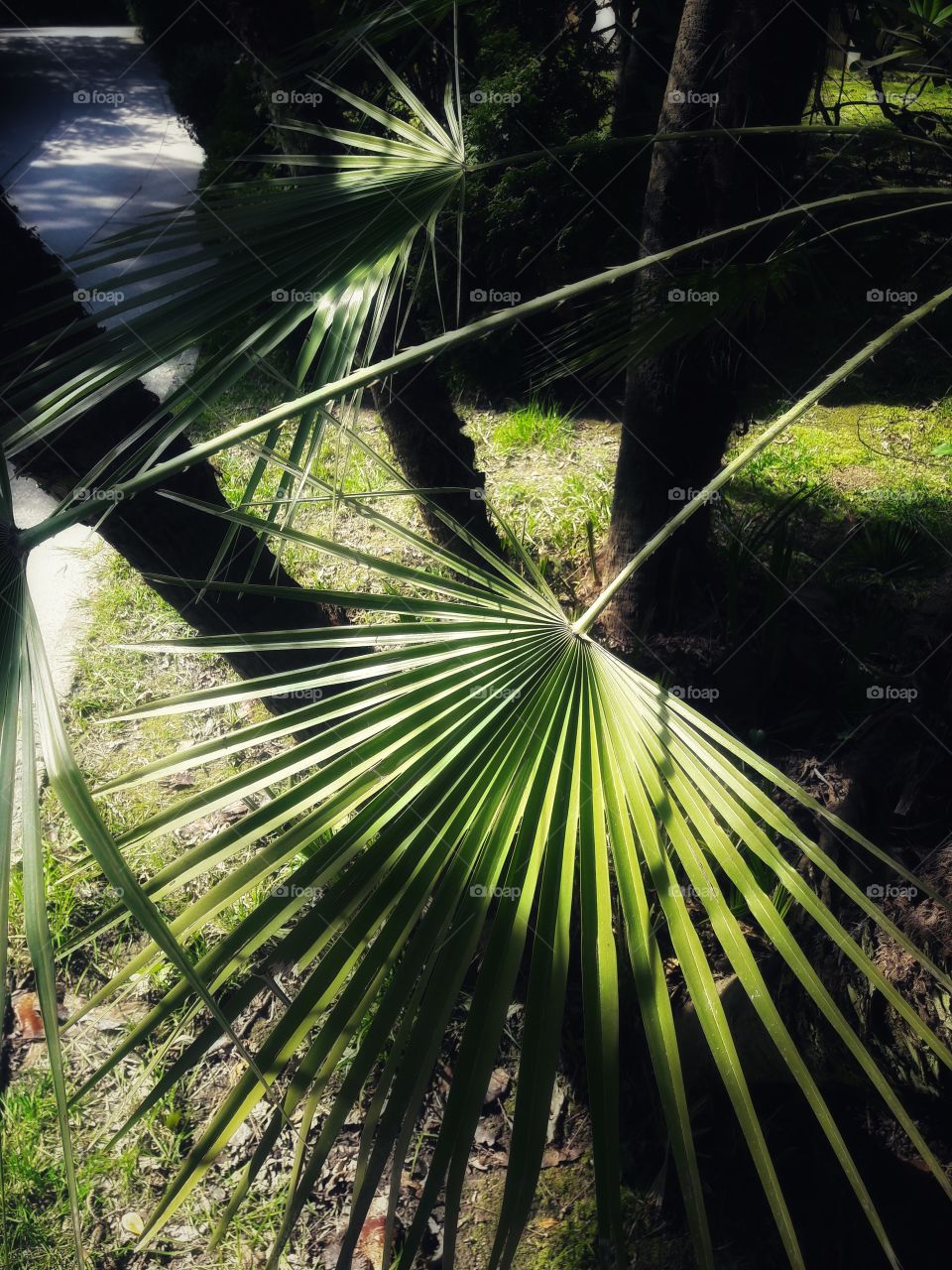 Plants green day forest