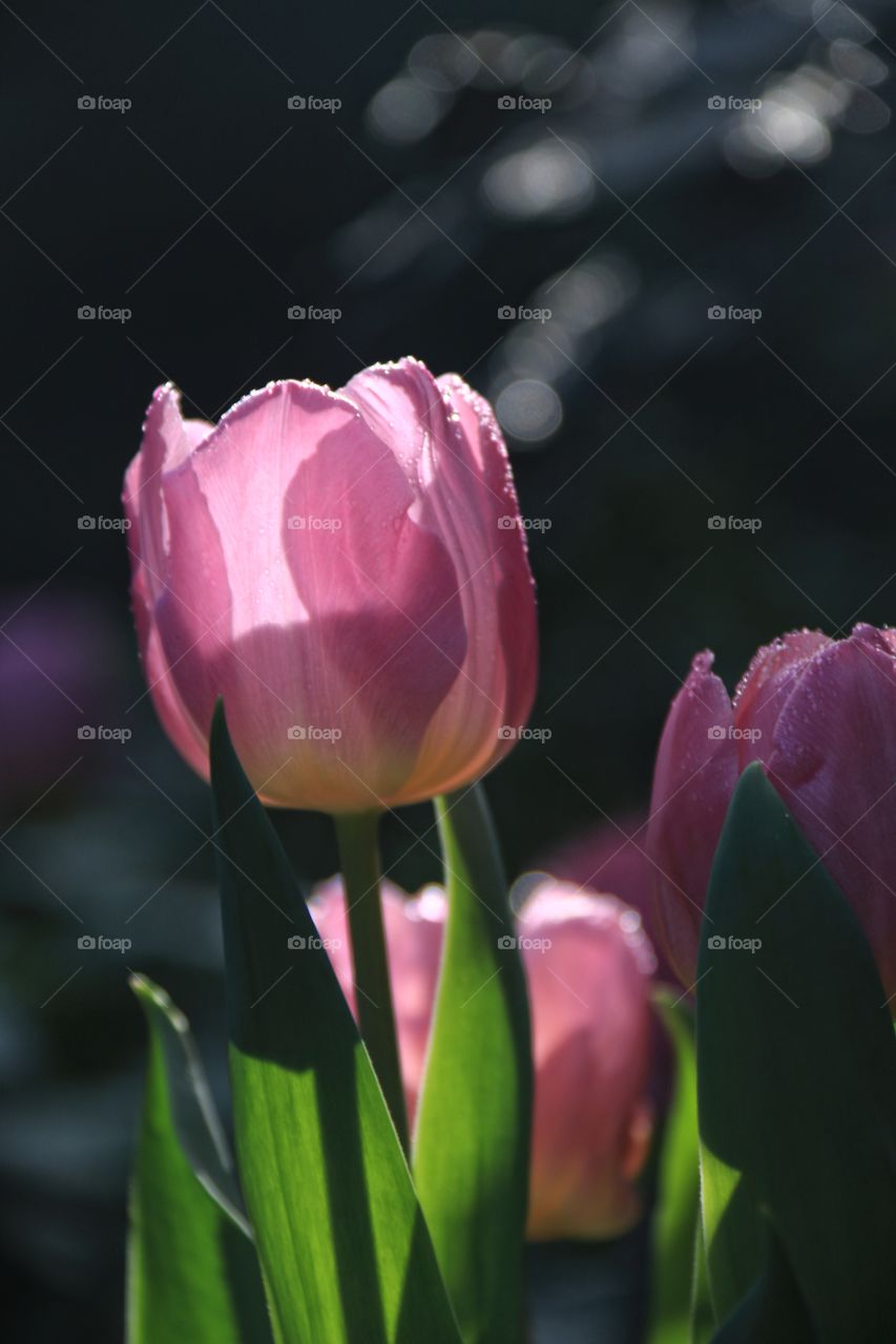 Shades of pink spring tulip flowers