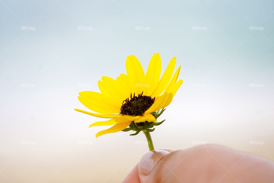 Human hand holding yellow flower