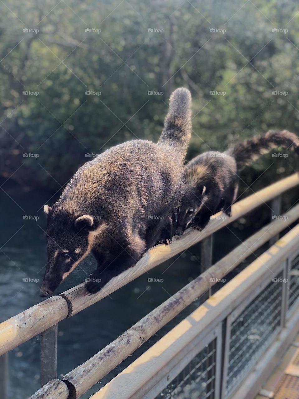 A mother Coati with her calf at iguazu falls