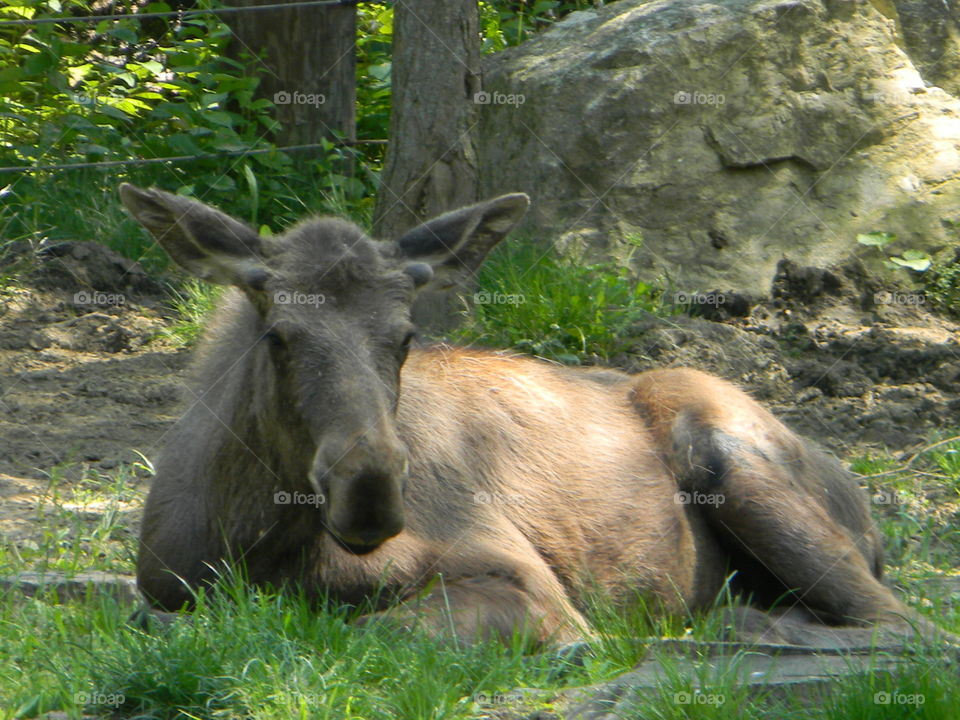 Moose