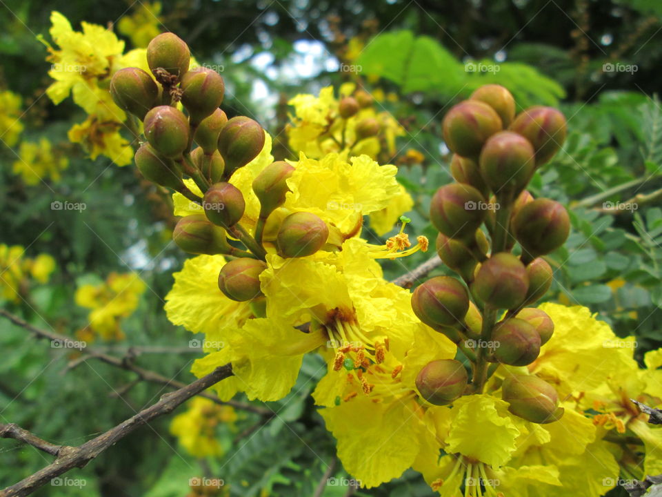 Beautiful Flowers!!!!!!!