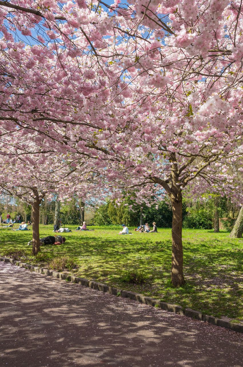 Pink park 