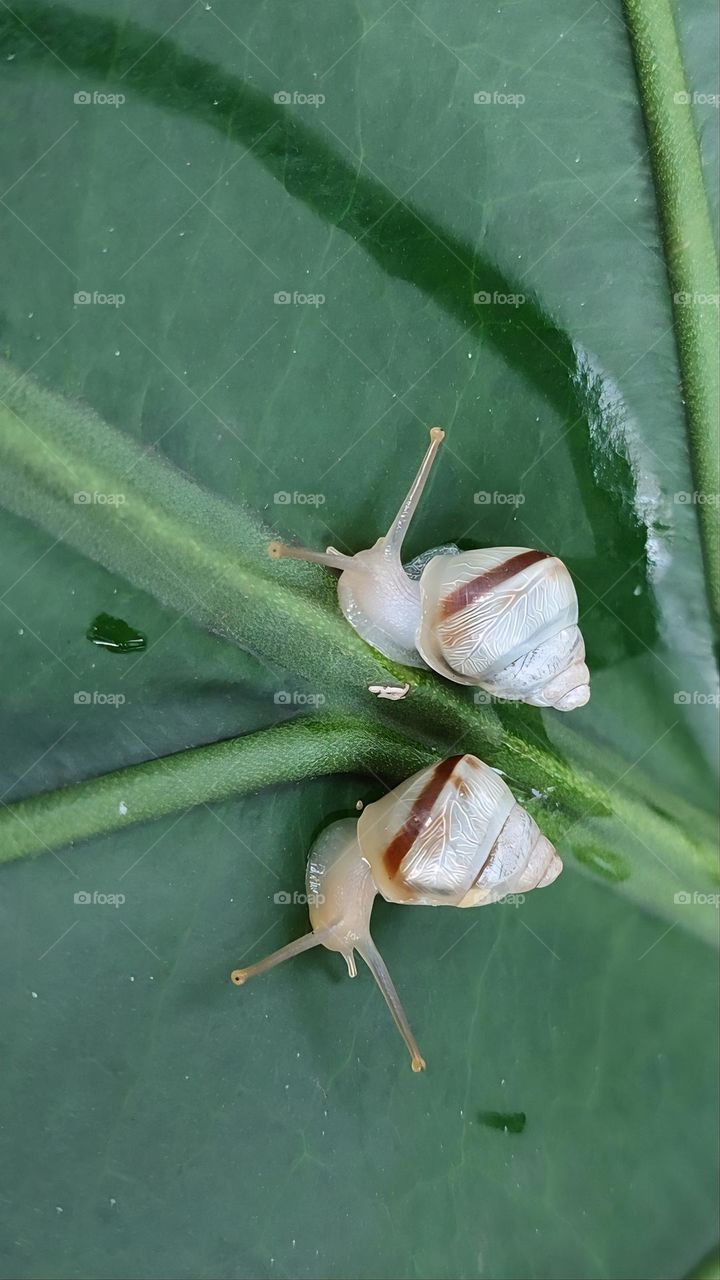 Sell Your First Photo on Foap
There are the young snails on the green leaf