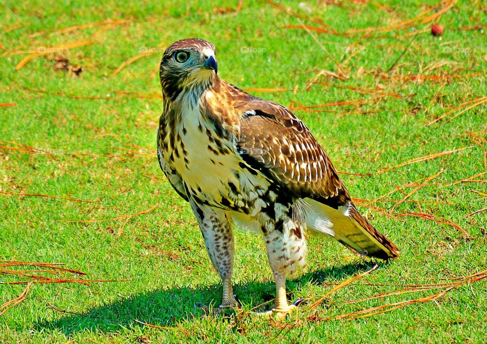 Hawk on grass