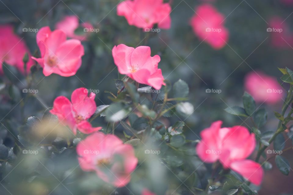 Five Petal Pink Pasture Roses in a Hazy Blur within Nature