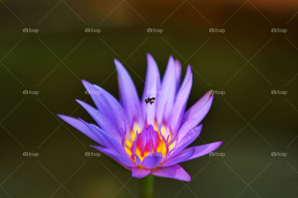 insect and waterlily