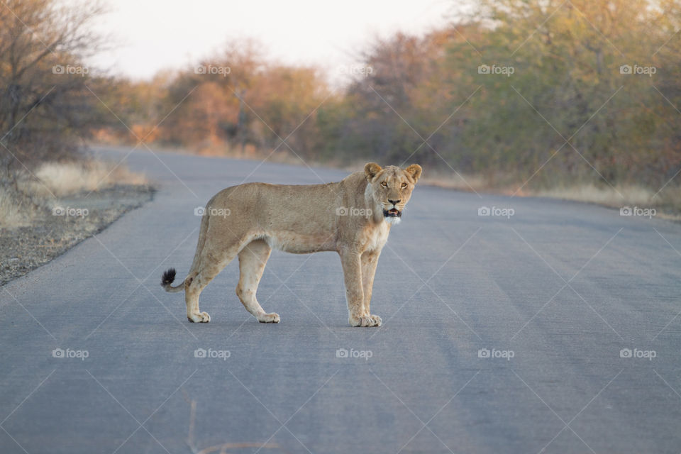 Raw no edit nature image of lioness in Kruger national park
