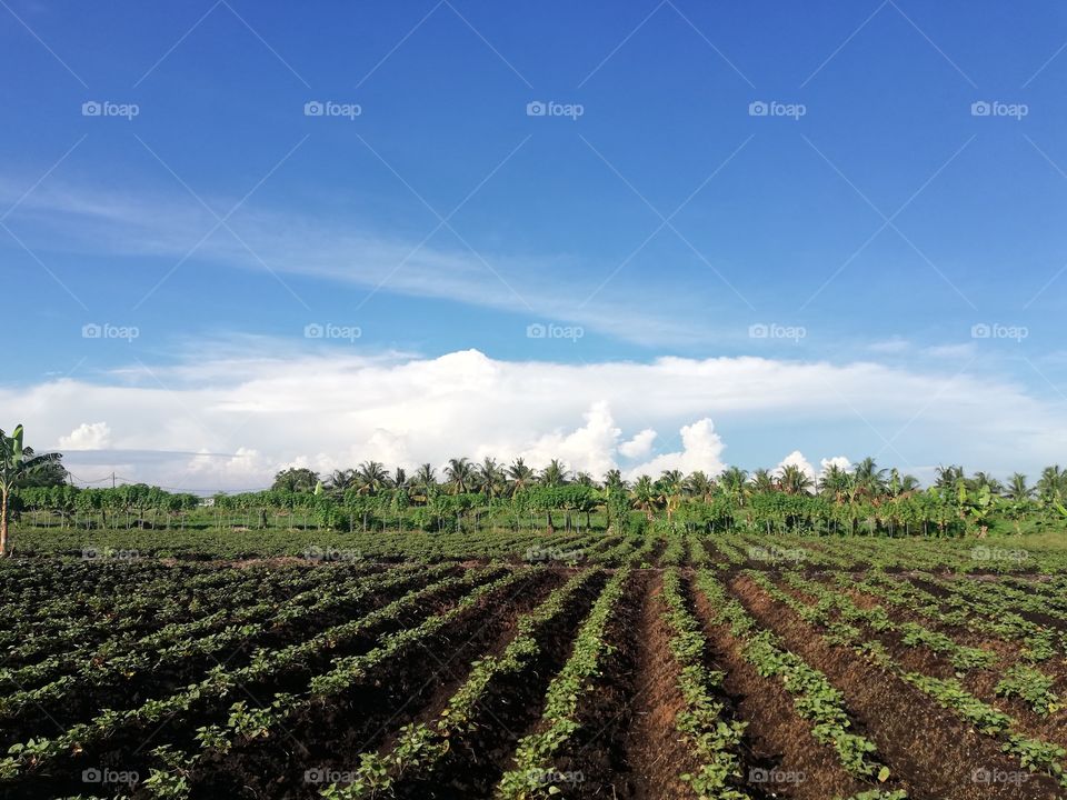 New setup of sweet potatoes farm
