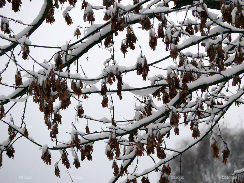 Low angle view of snow covered tree branches in Berlin, Germany.