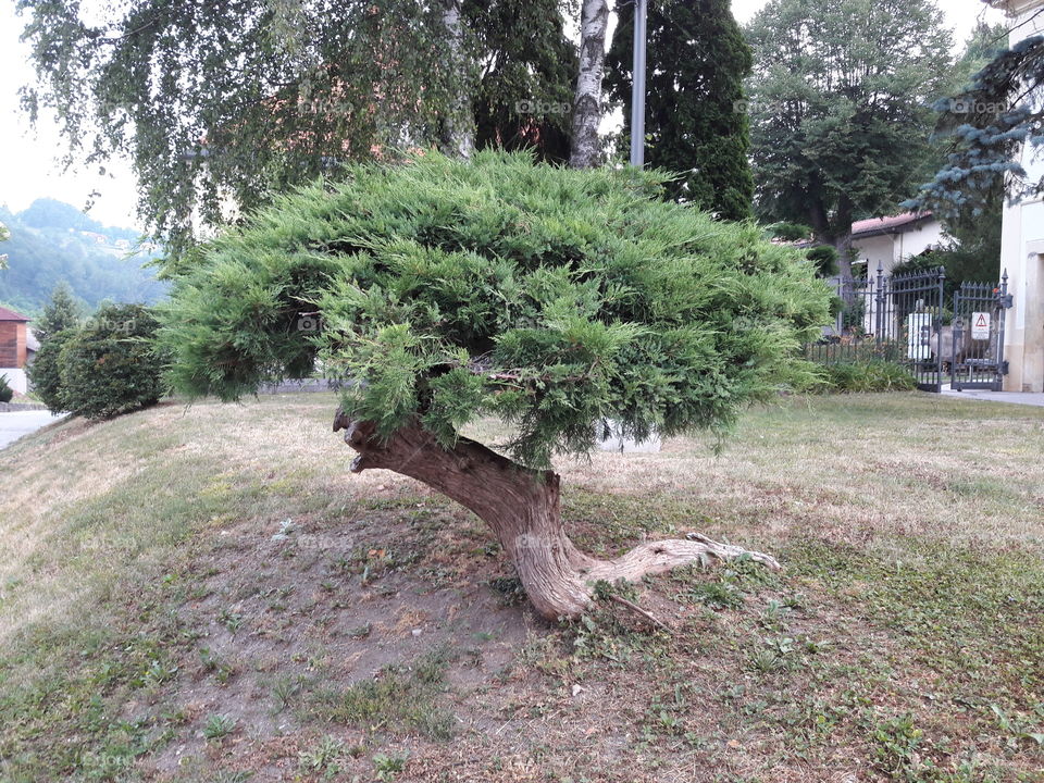 bonsai shape
