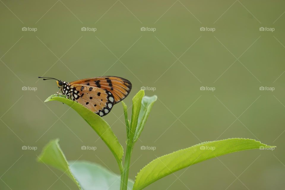 Beautiful butterfly on leaves