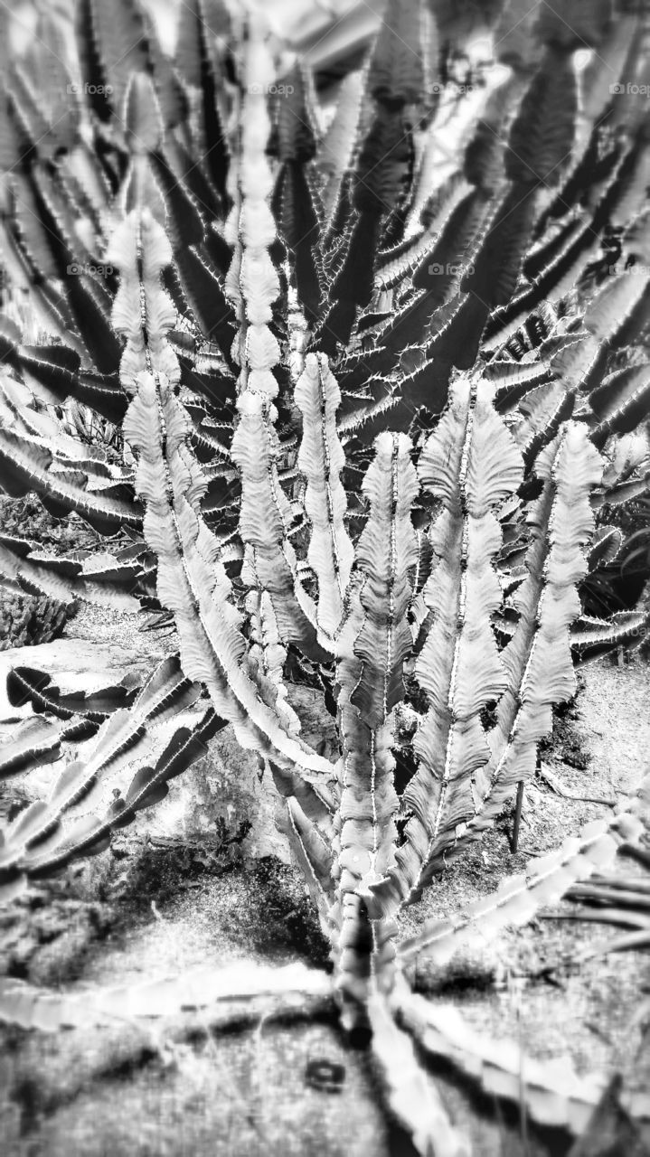 cactus group . many types of cactus group