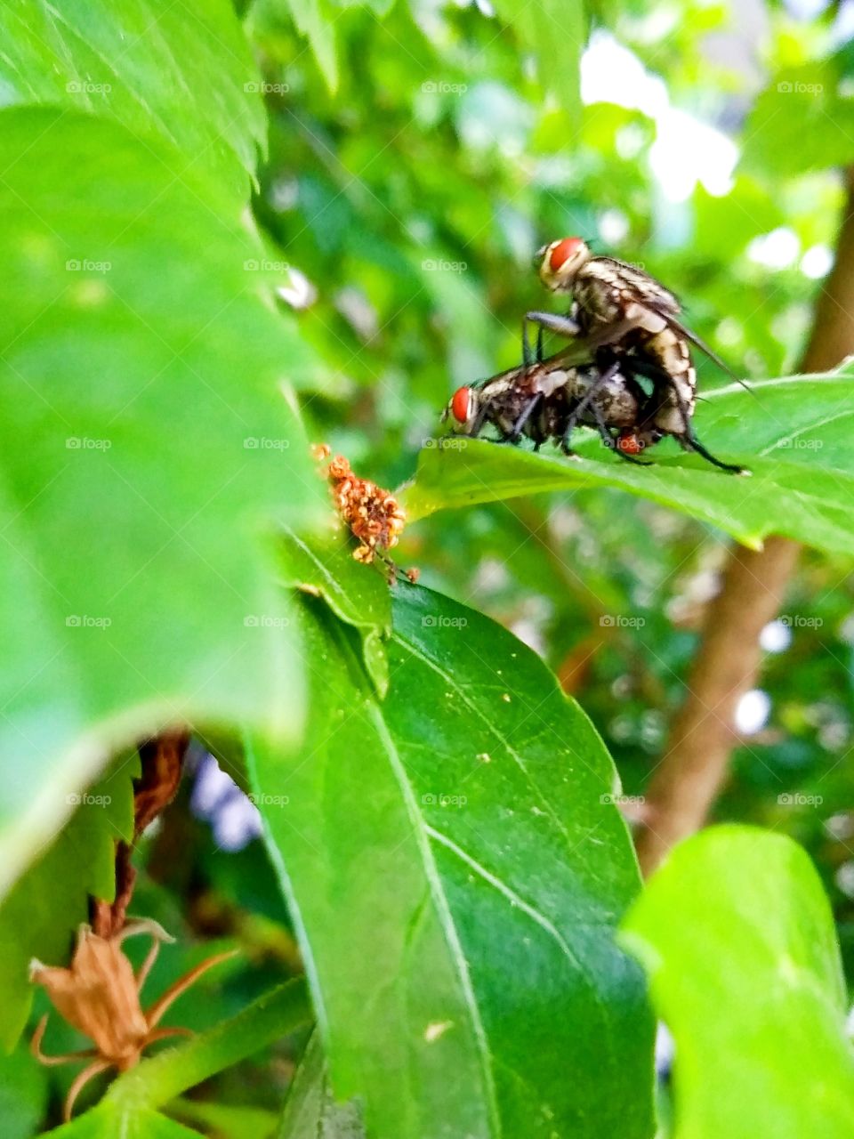 Fly couple love on the leaf.