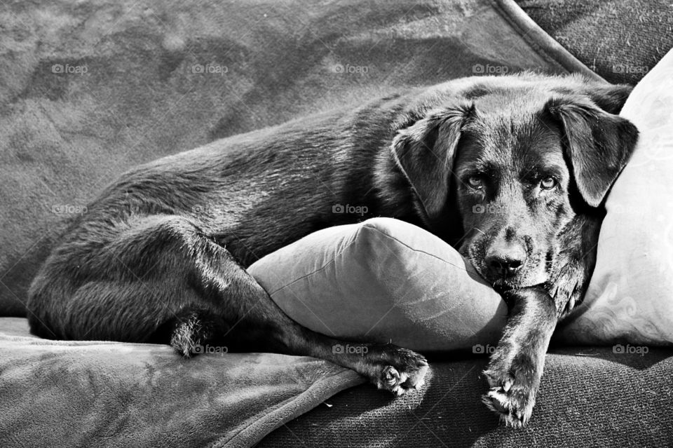 Black Lab in B&W