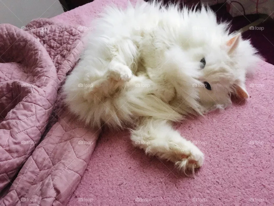 fighting with his tail