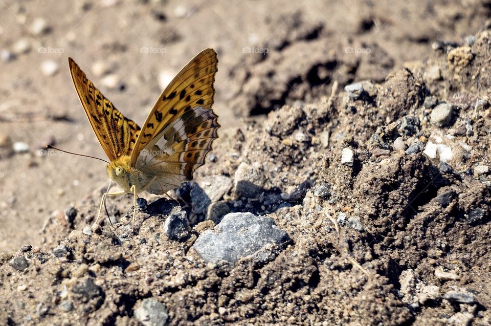 Beautiful yellow butterfly ( Dark Green Fritillary) on the ground