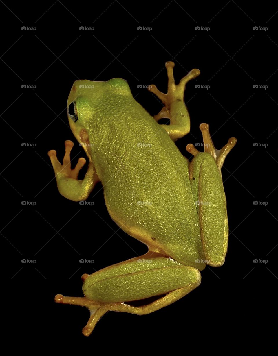 Green Tree Frog 