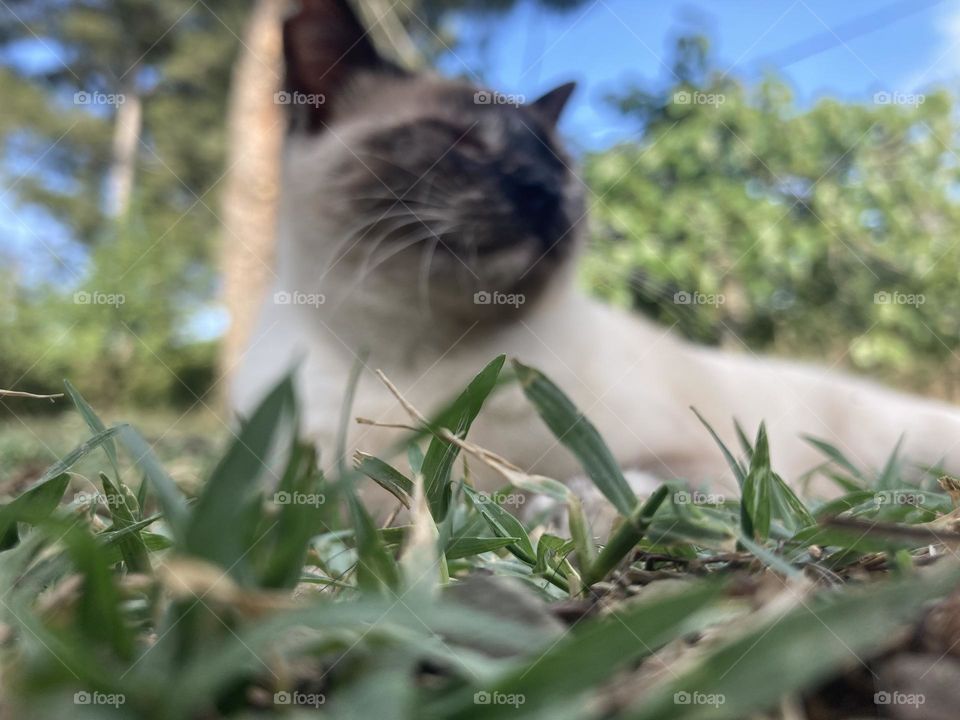 cat lying on the grass enjoying the fresh air.  Photo from the ground with a frog's eye view