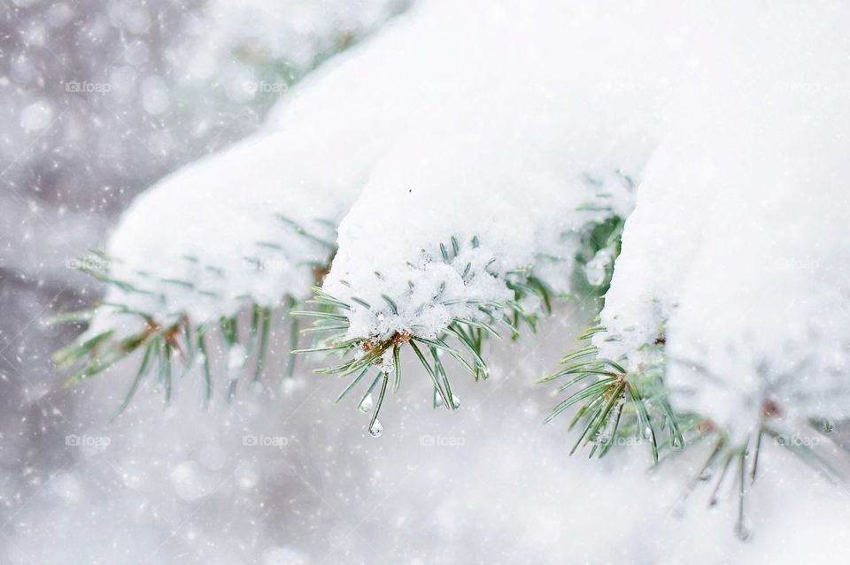 Snow and pine tree branch
Close up of snow covered pine tree leaves in snowfall.