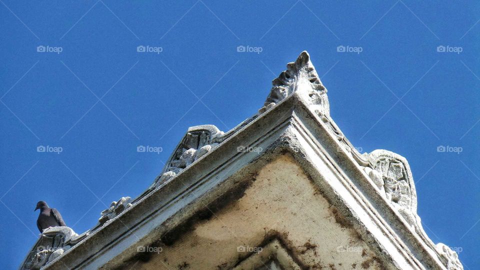 Pigeon On A Roof