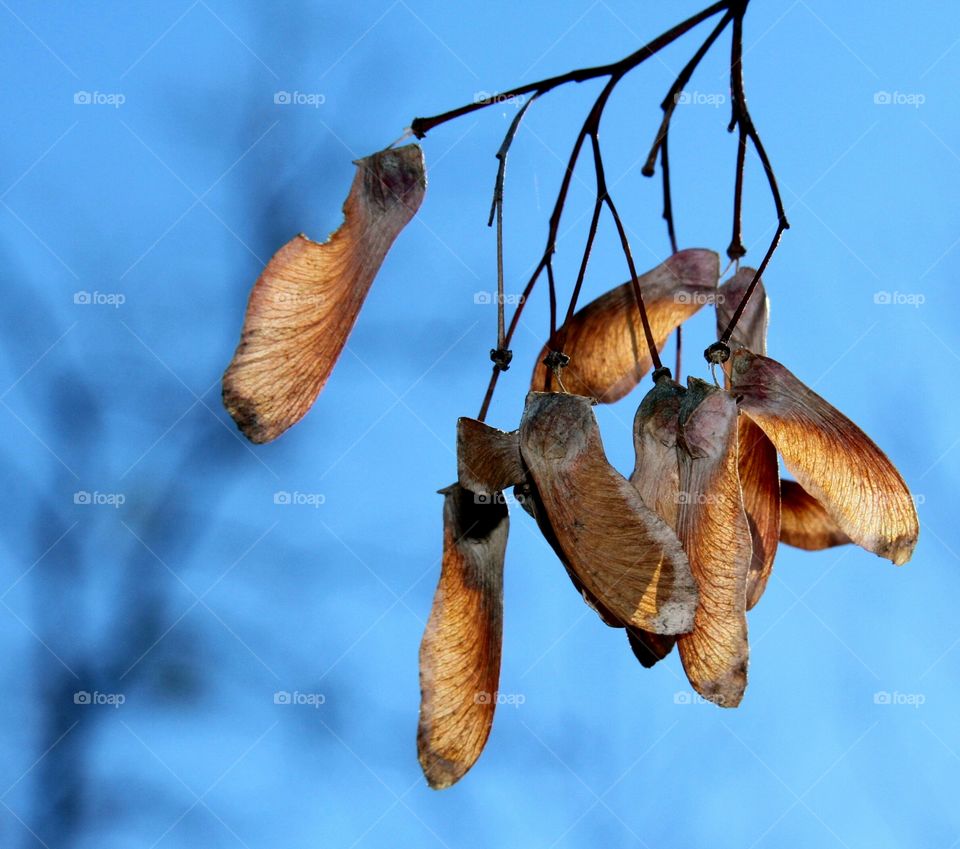 helicopter seeds on red maple tree