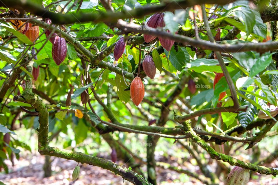 cocoa tree