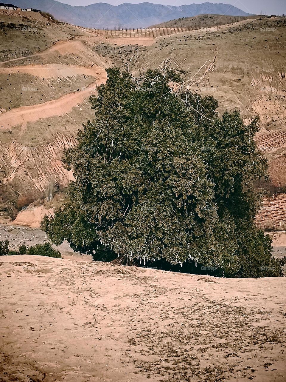 1000 yeas old juniper