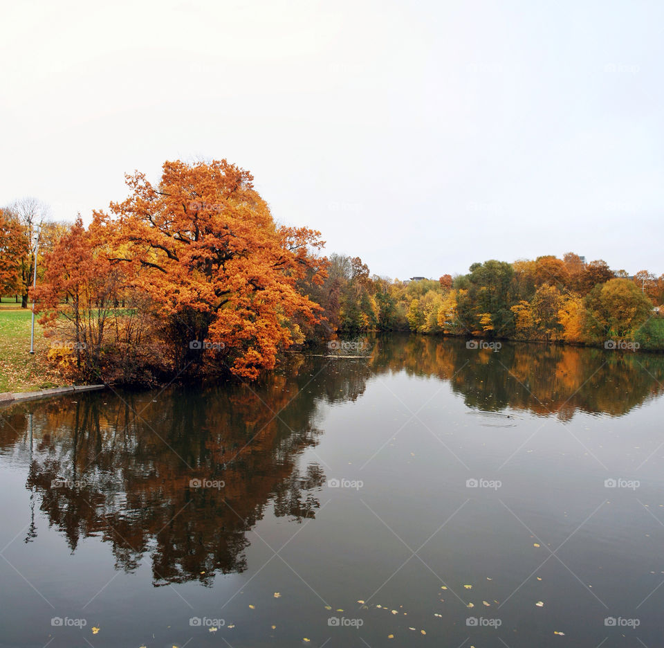 norway landscape yellow tree by nader_esk