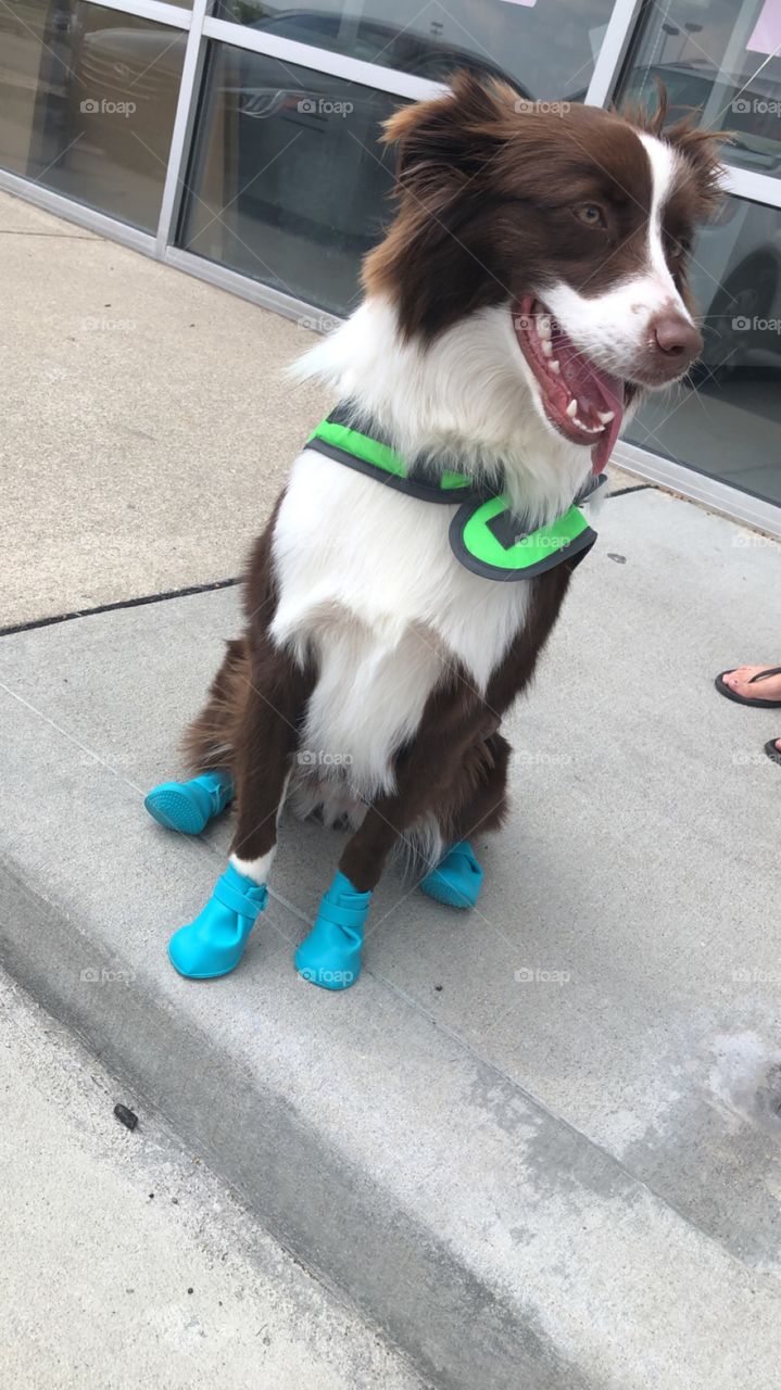 They say safety should be your number one priority. Did you know that dogs can break their toe nails so these adorable little shoes can actually help protect your fur friend!