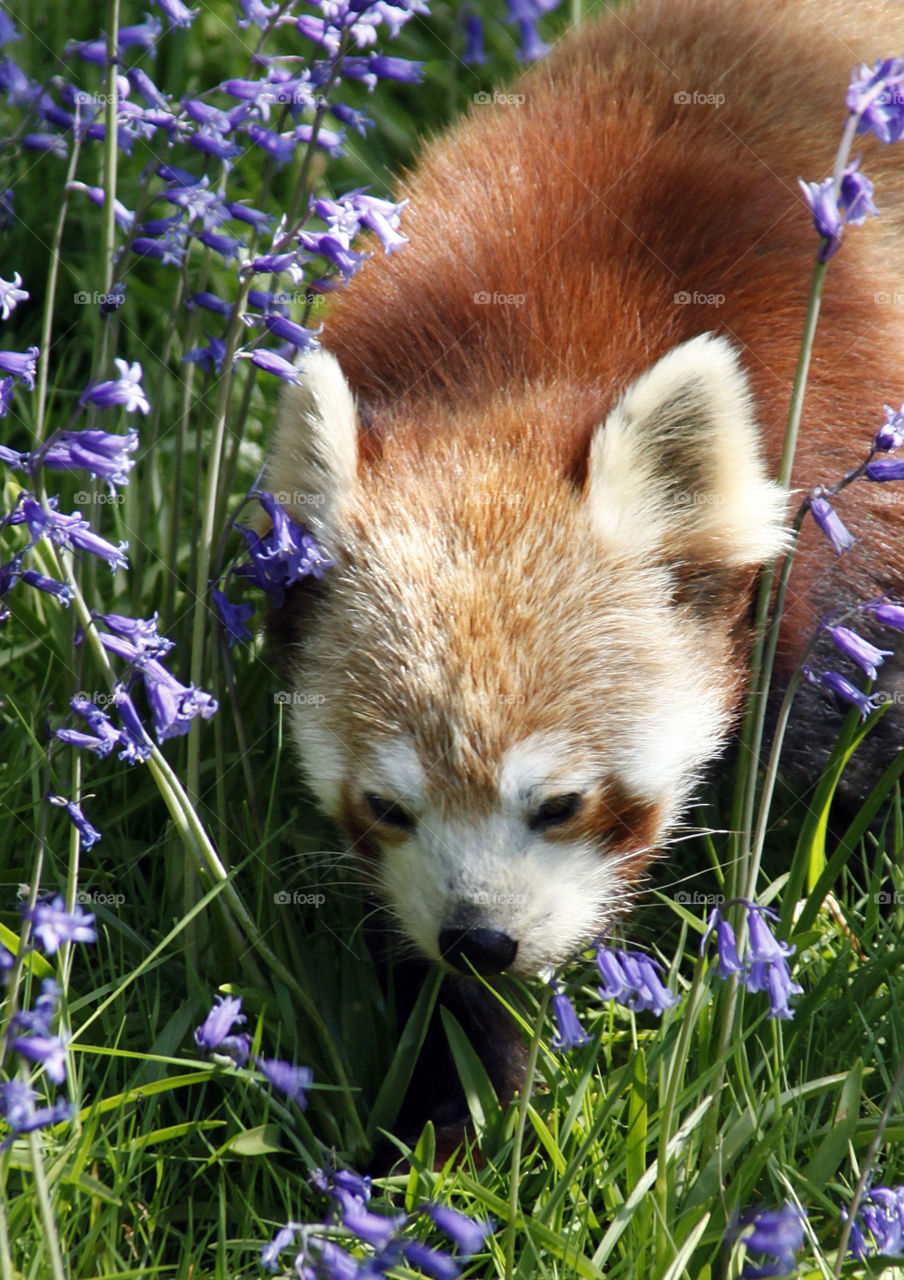 Red panda 
