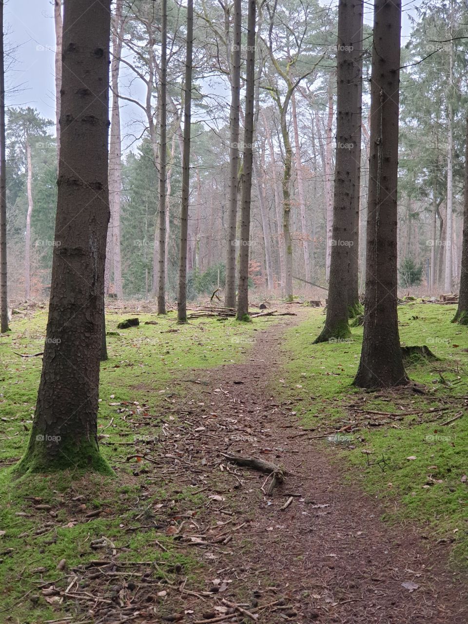 einsamer Waldweg
