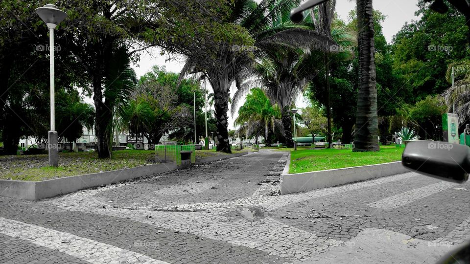 Arvores e gramas em praça.