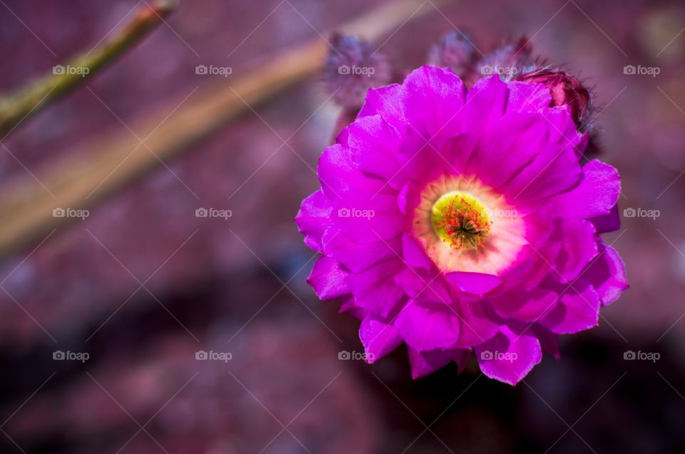 Cactus Flower