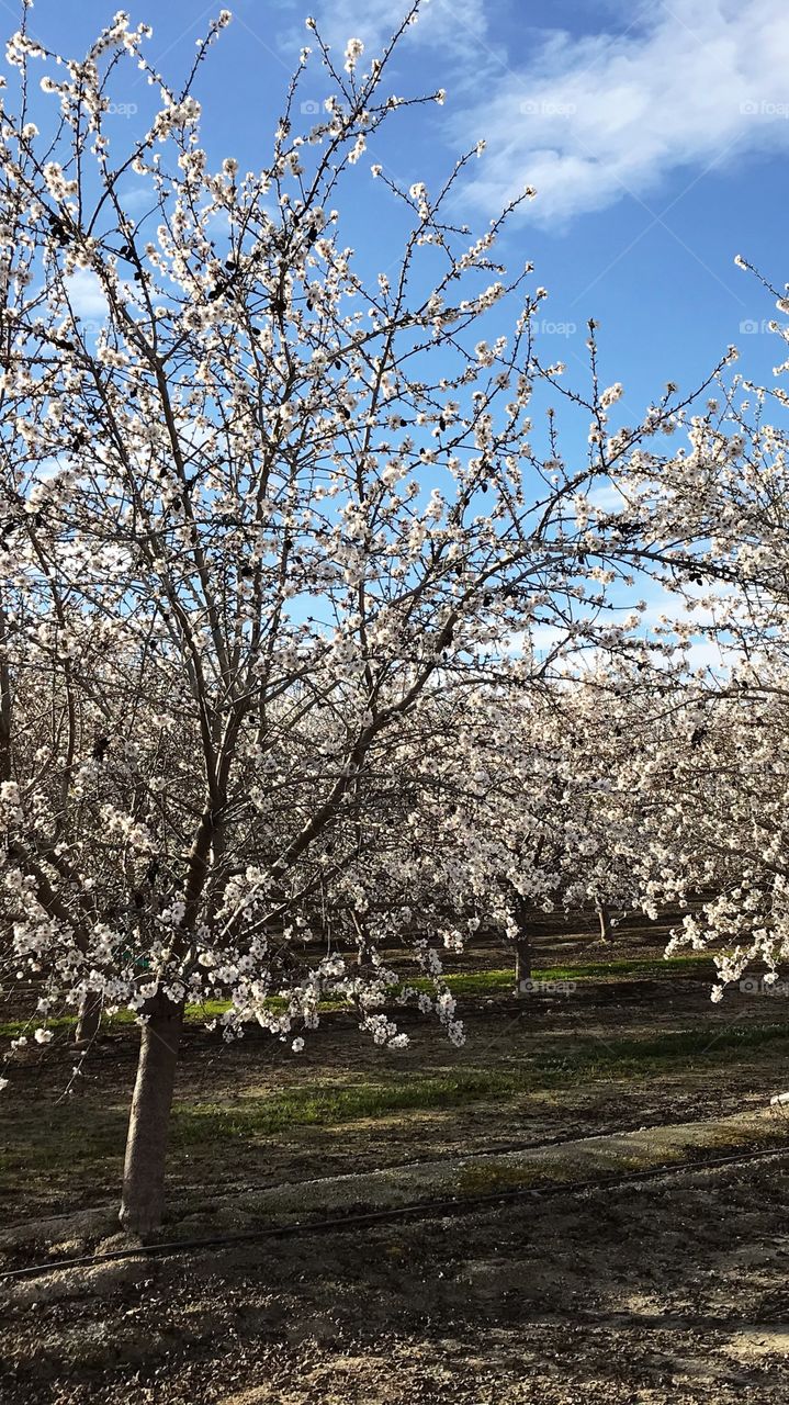 Orchards in bloom
