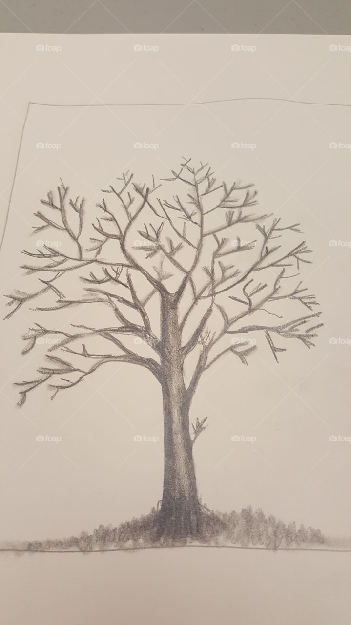 The Tree Sketch